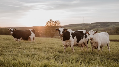 dellosso family farm